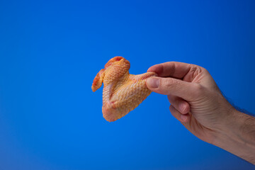 Raw uncooked fresh chicken wing held between fingers by Caucasian male hand. Close up studio shot, isolated on blue background