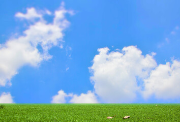 Green meadow, bright indigo blue straight horizon, concept, beautiful nature.