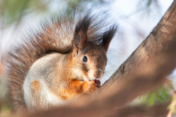 Naklejka na ściany i meble Red squirrel sitting on a tree branch in winter forest and nibbling seeds on snow covered trees background...