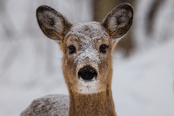 Close-up portrait of a White-tailed deer (Odocoileus virginianus) covered in snow during late winter. Selective focus, background and foreground blur. 
 - Powered by Adobe