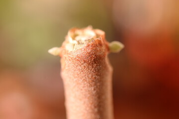 Kalanchoe orgyalis Żyworódka Cynamonowy Niedźwiedź © Perovskia