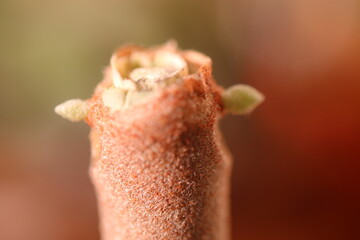 Kalanchoe orgyalis Żyworódka Cynamonowy Niedźwiedź © Perovskia