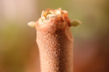 Kalanchoe orgyalis Żyworódka Cynamonowy Niedźwiedź © Perovskia