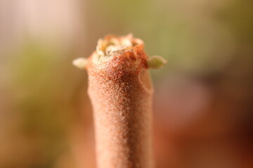 Kalanchoe orgyalis Żyworódka Cynamonowy Niedźwiedź © Perovskia