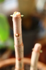 Kalanchoe orgyalis Żyworódka Cynamonowy Niedźwiedź © Perovskia