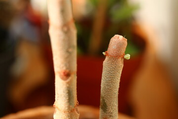 Kalanchoe orgyalis Żyworódka Cynamonowy Niedźwiedź © Perovskia