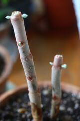 Kalanchoe orgyalis Żyworódka Cynamonowy Niedźwiedź © Perovskia
