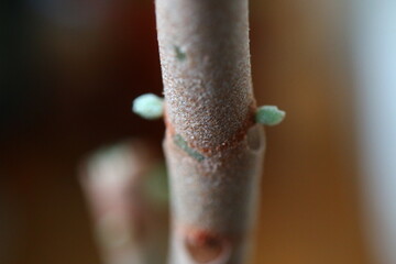 Kalanchoe orgyalis Żyworódka Cynamonowy Niedźwiedź © Perovskia