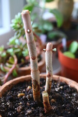 Kalanchoe orgyalis Żyworódka Cynamonowy Niedźwiedź © Perovskia