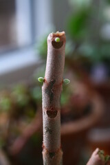 Kalanchoe orgyalis Żyworódka Cynamonowy Niedźwiedź © Perovskia