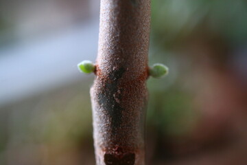 Kalanchoe orgyalis Żyworódka Cynamonowy Niedźwiedź © Perovskia