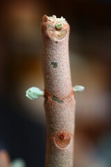 Kalanchoe orgyalis Żyworódka Cynamonowy Niedźwiedź © Perovskia