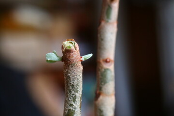 Kalanchoe orgyalis Żyworódka Cynamonowy Niedźwiedź © Perovskia