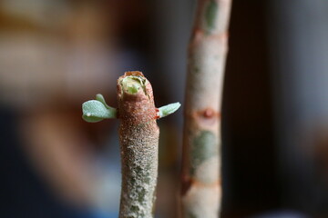 Kalanchoe orgyalis Żyworódka Cynamonowy Niedźwiedź © Perovskia