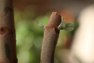 Kalanchoe orgyalis Żyworódka Cynamonowy Niedźwiedź © Perovskia