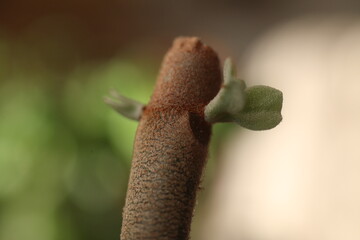 Kalanchoe orgyalis Żyworódka Cynamonowy Niedźwiedź © Perovskia