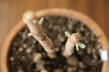 Kalanchoe orgyalis Żyworódka Cynamonowy Niedźwiedź © Perovskia