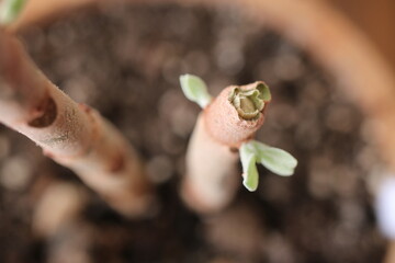 Kalanchoe orgyalis Żyworódka Cynamonowy Niedźwiedź © Perovskia