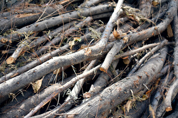 Dry trunk of a pine in the forest