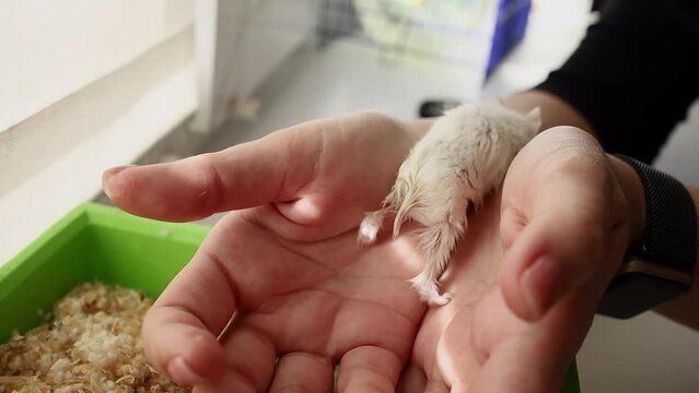 the hamster crawls on the arm