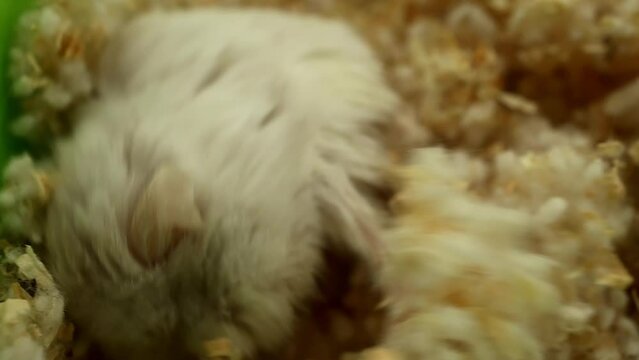 the hamster is curled up in a ball and sleeping