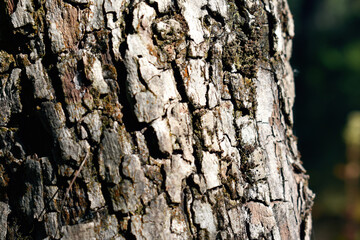 Tree bark seen in daylight
