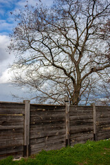 A tree without leaves stands behind a wooden fence. Green grass grows near the fence on a spring day. Tree near the fence in spring.