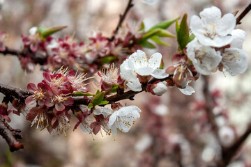 Apple tree branch in bloom. Blooming apple tree branch in spring, close-up.