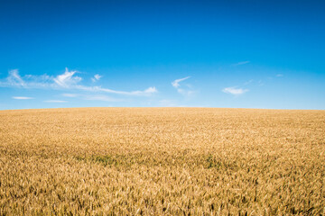 Yellow field with grain under blue sky in summer, symbol and colors of flag of Ukraine