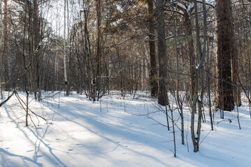 Fototapeta premium Beautiful landscape of winter snowy forest 