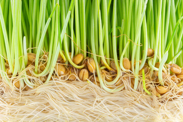Superfood of germinated wheat grains. Close-up of fresh green wheat grass sprouted. Raw food diet...