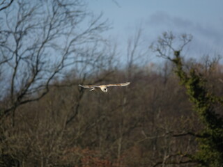 barn owl (Tyto alba) hunting over pasture during late winter