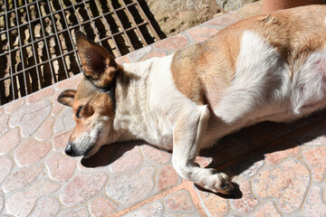 Dog napping in the sun