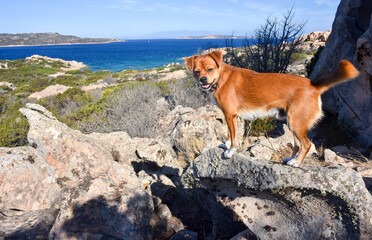 Max, il cane da trekking...