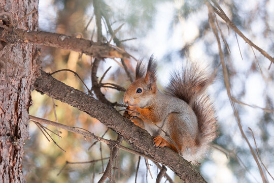 Red squirrel sitting on a tree branch in winter forest and nibbling seeds on snow covered trees background...