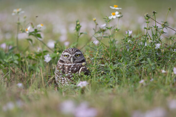 Burrowing Owl