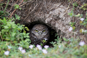 Burrowing Owl