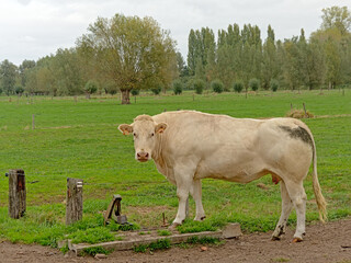 White cow of the belgian blue breed in the flemish countryside, looking at th viewer
