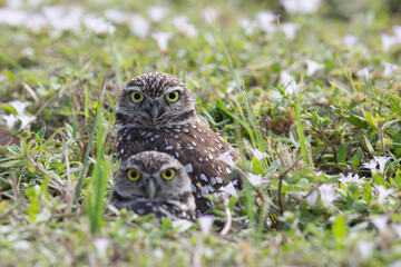 Burrowing Owl