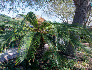 palm trees in the forest