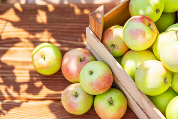 Ripe apples in a wooden box on the table. Autumn and fall harvest background. Top view with space for text