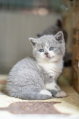 A lovely British short-haired blue and white cat