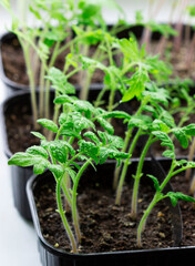 Seedlings of tomatoes and celery grown at home on a windowsill.