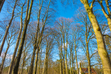 Trees in a colorful forest in bright sunlight in winter, Lage Vuursche, Utrecht, The Netherlands, February, 2022