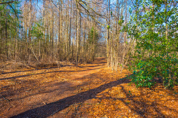 Trees in a colorful forest in bright sunlight in winter, Lage Vuursche, Utrecht, The Netherlands, February, 2022