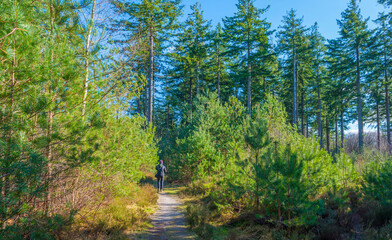 Trees in a colorful forest in bright sunlight in winter, Lage Vuursche, Utrecht, The Netherlands, February, 2022