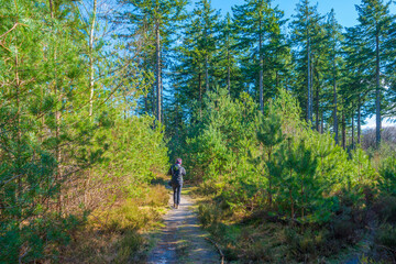 Fototapeta premium Trees in a colorful forest in bright sunlight in winter, Lage Vuursche, Utrecht, The Netherlands, February, 2022