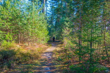Trees in a colorful forest in bright sunlight in winter, Lage Vuursche, Utrecht, The Netherlands, February, 2022
