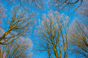 Trees in a colorful forest in bright sunlight in winter, Lage Vuursche, Utrecht, The Netherlands, February, 2022