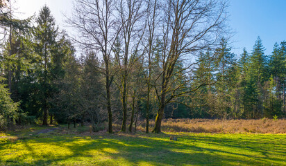 Fototapeta premium Trees in a colorful forest in bright sunlight in winter, Lage Vuursche, Utrecht, The Netherlands, February, 2022